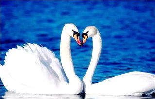 這才是新疆最美艷的地方 你肯定又去錯(cuò)了地方